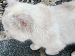 -喵屿·大理花园猫咖