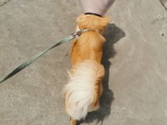 -乐琪宠物医院·犬猫专科·骨外科·急重症