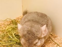 -龙猫仔乐园(惠福东路店)