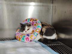 -四月宠物医院·猫专科·心脏专科·内科(转塘店)