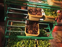 有机蔬菜-大匠工房古船木艺术餐厅·猪肚鸡专门店(长白仙岛店)