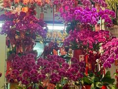 -溪岸路花鸟市场