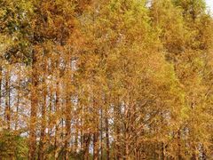 -滨湖塘西河公园