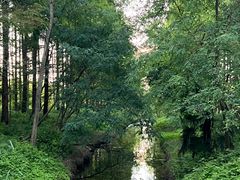 -黄海国家森林公园