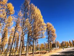 -塞罕坝国家级自然保护区