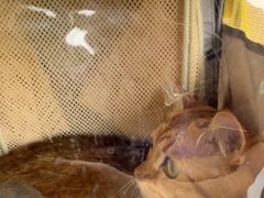 -瑞派·关忠动物医院·猫专科·犬专科(三环新城店)