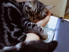 -猫大福·Fortune Cat猫舍(百子湾店)