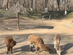 -北京野生动物园