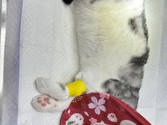 -纳吉亚猫专科动物诊疗中心(蒋宅口分院)