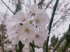 -武汉大学-樱园