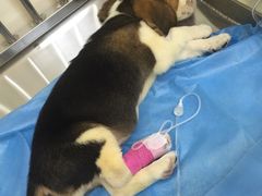 -芭比堂动物医院·犬猫全科·异宠专科(雁塔分院)