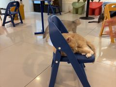 -平行世界·猫咖(首经贸店)