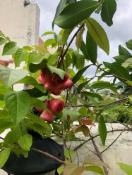 -宝生月子中心(独栋园林·福田店)