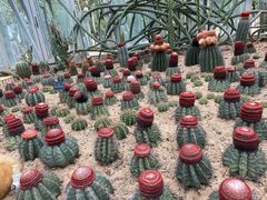 -深圳仙湖植物园