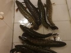 斑鱼-龙继斑鱼庄(犀浦店)