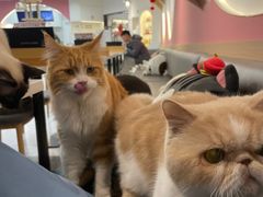 -喵园·猫主题咖啡厅·撸猫·猫咖(国贸店)