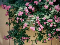 -颐和路民国时期公馆-风貌区