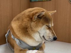 -联合动物医院(光谷诊疗中心)
