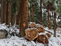 -武陵山森林公园