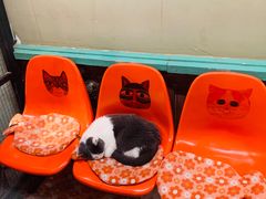 -猫咪博物馆(顶澳仔猫街店)