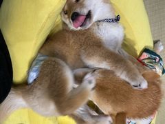 -逗柴咖啡屋·狗咖猫咖宠物桌游