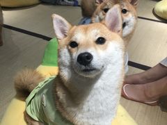-逗柴咖啡屋·狗咖猫咖宠物桌游