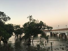 -宝安西湾红树林湿地公园