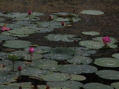 -上海鲜花港