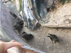 -灵玲国际马戏城