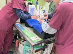 -瑞鹏宠物医院·宠保定点·心脏科·内科(御桥分院)