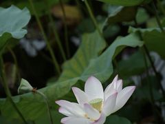 -荔湾湖公园