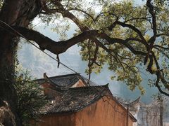 -杨家堂村