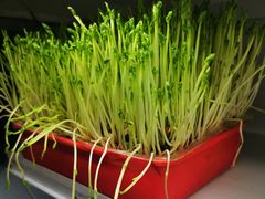 -番食园鲜食火锅(高新店)