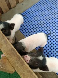 -萌宠亲子动物乐园(槐房万达店)