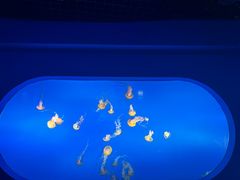 -太平洋海底世界