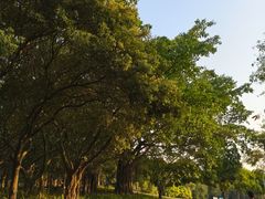 -东莞植物园