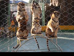 -泉州海丝野生动物世界