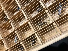 -中环花鸟鱼虫市场