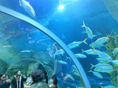 -芜湖新华联大白鲸海洋公园