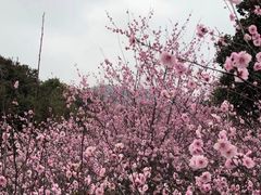 -桃花涧