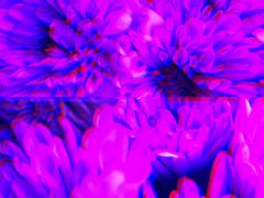 -循礼门鲜花花市(武汉循礼门店)