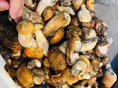 -蘑统田下·野生菌火锅