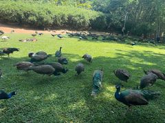 -中国科学院西双版纳热带植物园