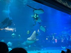 -烟台海昌鲸鲨海洋公园