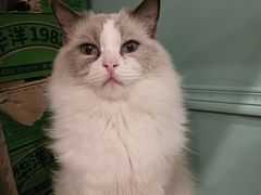 -安格丽娜·狗咖·猫咖羊驼咖(春熙路百盛商场店)