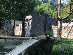 -都江堰中华大熊猫苑