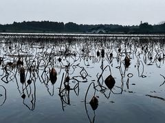景点-上海海湾国家森林公园