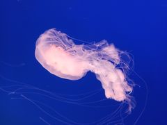 -江和美海洋公园
