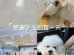 -翊宠yipet猫狗购宠庄园