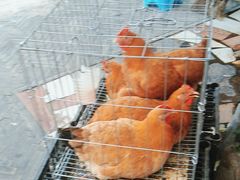 -野渡坡·极致湘菜·庭院餐厅(汉阳店)